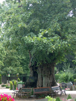 Bild der Linde in Bremen/Horn