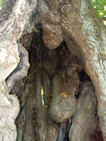 Bild der Linde in Bremen/Horn - Detail