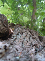 Bild der Linde in Bremen/Horn - Detail