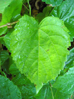 Bild des Mammutbaums im Allmerspark - Detail