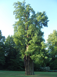 Der Mammutbaum im Allmerspark