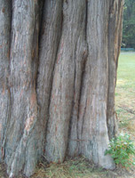 Bild des Mammutbaums im Allmerspark - Detail